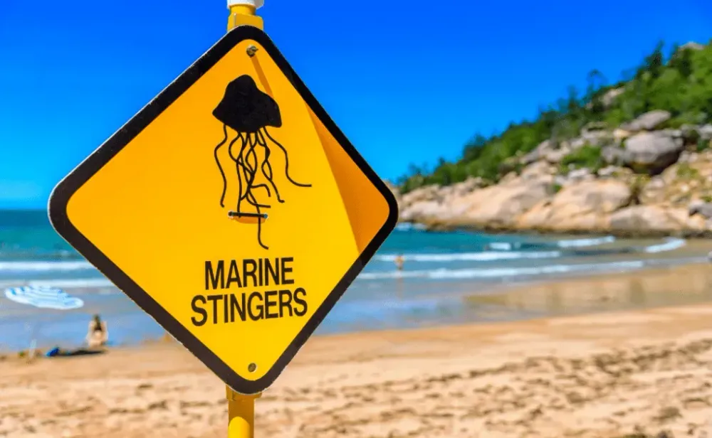 A sign on the beach to warn swimmers in Queensland Australia of marine stingers in the water